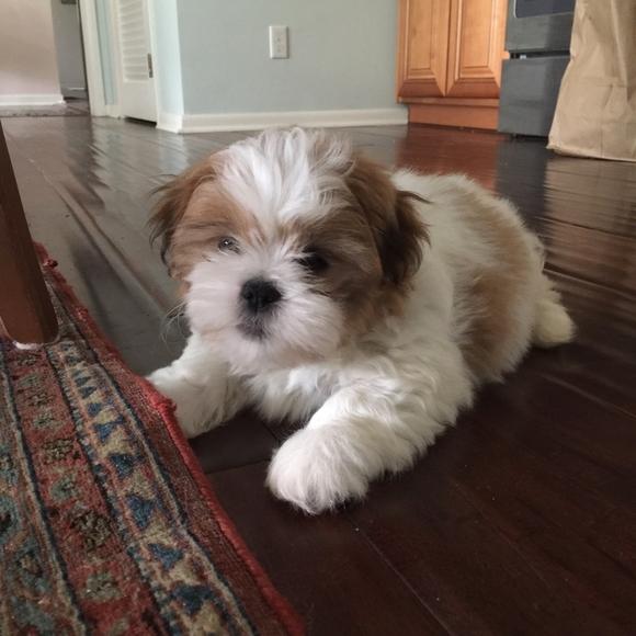 Like For LIVE shows-Jewelry & Collectibles For Animal Rescues. - Picture 15 of 16